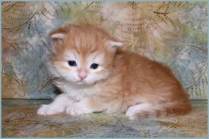 Male Siberian Kitten from Deedlebug Siberians